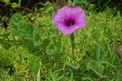 Ipomoea barlerioides
